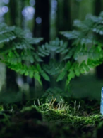 LES BIENFAITS DU REIKI  À DISTANCE